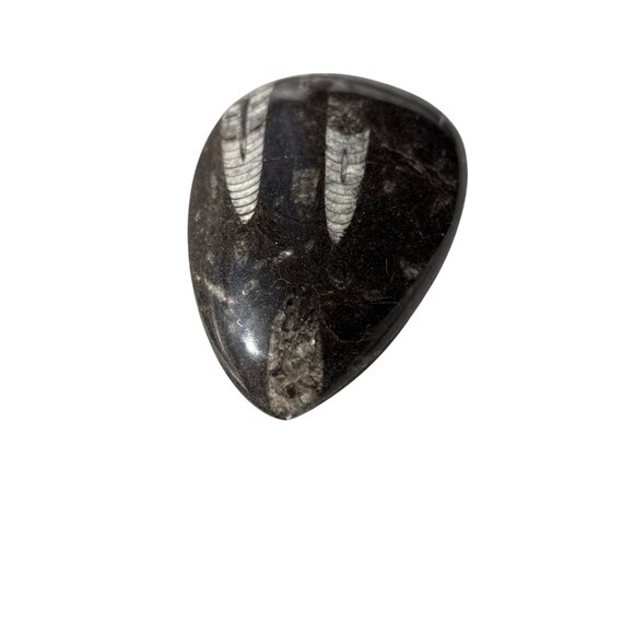 Polished Orthoceras Silurian fossil cabochon rock/stone Paperweight - Picture 7 of 7